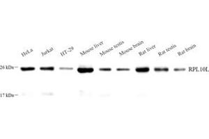 Western blot analysis of RPL10L (ABIN7075429) at dilution of 1: 1000 (RPL10L 抗体)