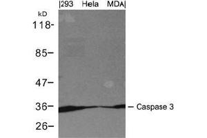 Western blot analysis of extracts from 293, Hela and MDA cells using Caspase 3. (Caspase 3 抗体  (AA 29-33))