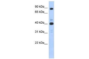 CDK9 antibody (70R-10466) used at 0. (CDK9 抗体  (N-Term))