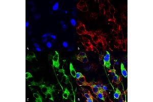Immunocytochemistry/Immunofluorescence analysis using Mouse Anti-Versican Monoclonal Antibody, Clone S351-23 (ABIN2485744). (Versican 抗体  (AA 362-585) (APC))