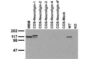 Immunoblot against crude membranes from adult mouse brain (MBM), extracts of COS cells transiently transfected with Neuroligin-1, -2, -3, -4 or -4* plasmid and extracts of brains from wild-type (WT) and Neuroligin-1 knockout (KO) mice probed with N97A/31 TC supe. (Neuroligin 1 抗体  (C-Term, Intracellular))
