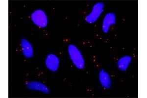 Proximity Ligation Analysis of protein-protein interactions between PIAS2 and CDKN2B. (PIAS2 抗体  (AA 1-572))