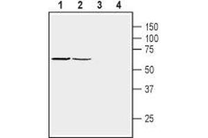 Western blot analysis of mouse (lanes 1 and 3) and rat (lanes 2 and 4) brain membranes: - 1,2. (SNTB1 抗体  (Intracellular, PH1 Domain))