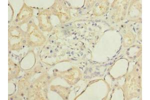 Immunohistochemistry of paraffin-embedded human kidney tissue using ABIN7168673 at dilution of 1:100 (SECTM1 抗体  (AA 29-145))
