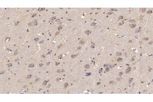 Detection of NRG4 in Human Cerebrum Tissue using Monoclonal Antibody to Neuregulin 4 (NRG4) (Neuregulin 4 抗体  (AA 1-62))