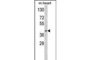 Western blot analysis of ACADM Antibody (Center) (ABIN390808 and ABIN2841045) in mouse heart tissue lysates (35 μg/lane). (Medium-Chain Specific Acyl-CoA Dehydrogenase, Mitochondrial (AA 189-217) 抗体)