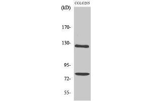 Western Blotting (WB) image for anti-Collagen, Type I, alpha 2 (COL1A2) (Internal Region) antibody (ABIN3174479) (COL1A2 抗体  (Internal Region))