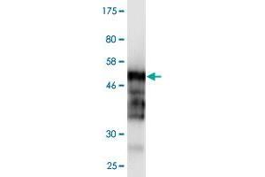 Western Blot detection against Immunogen (48. (HDGFRP3 抗体  (AA 1-203))