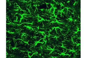 Immunofluorescence staining of a mouse brain section. (GFAP 抗体)