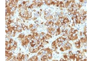 Formalin-fixed, paraffin-embedded human adrenal gland stained with Chromogranin A antibody (CHGA/798) (Chromogranin A 抗体)