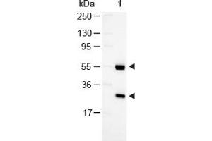 Image no. 1 for Rabbit anti-Goat IgG (Whole Molecule) antibody (Alkaline Phosphatase (AP)) (ABIN300301) (兔 anti-山羊 IgG (Whole Molecule) Antibody (Alkaline Phosphatase (AP)))