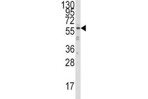 Western blot analysis of IRF5 antibody and Ramos lysate.