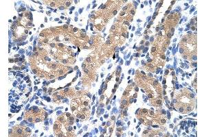 RAE1 antibody was used for immunohistochemistry at a concentration of 4-8 ug/ml to stain Epithelial cells of renal tubule (arrows) in Human Kidney. (RAE1 抗体)