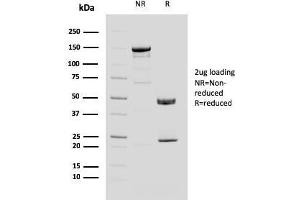 SDS-PAGE Analysis Purified MUC4 Mouse Monoclonal Antibody (MUC4/3084). (MUC4 抗体  (AA 1730-1864))