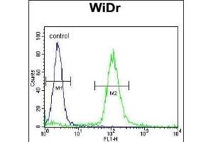 SFRS1 Antibody (C-term) (ABIN390841 and ABIN2841068) flow cytometric analysis of WiDr cells (right histogram) compared to a negative control cell (left histogram). (SRSF1 抗体  (C-Term))