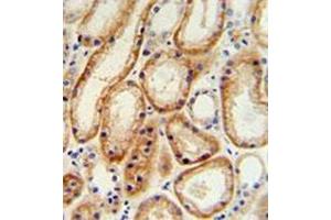 Immunohistochemistry analysis in formalin fixed and paraffin embedded human normal lung tissue reacted with GALNT5 Antibody (N-term) followed by peroxidase conjugation of the secondary antibody and DAB staining. (GALNT5 抗体  (N-Term))