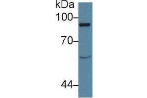 Western Blot; Sample: Rat Serum; Primary Ab: 1µg/ml Rabbit Anti-Rat AMPH Antibody Second Ab: 0. (VAV1 抗体  (AA 426-696))