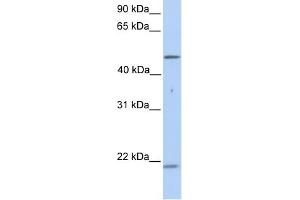 Cytokeratin 10 antibody used at 1 ug/ml to detect target protein. (Keratin 10 抗体)