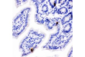 Immunohistochemistry (IHC) image for anti-Peptide YY (PYY) (AA 29-64) antibody (ABIN5647902)
