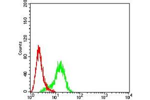 Flow cytometric analysis of Hela cells using ACTR3 mouse mAb (green) and negative control (red). (ACTR3 抗体  (AA 287-418))
