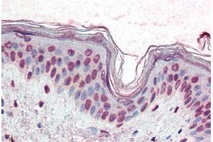 Human Skin (formalin-fixed, paraffin-embedded) stained with XBP1 antibody ABIN396972 at 10 ug/ml followed by biotinylated anti-mouse IgG secondary antibody ABIN481714, alkaline phosphatase-streptavidin and chromogen. (XBP1 抗体  (AA 2-160))