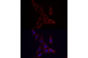 Immunofluorescence (IF) image for anti-Angiopoietin-Like 4 (ANGPTL4) (AA 26-406) antibody (ABIN3015827)