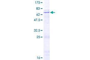 WNT4 Protein (AA 1-351) (GST tag)