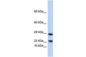 Image no. 1 for anti-Lipocalin 8 (LCN8) (N-Term) antibody (ABIN6744278) (LCN8 抗体  (N-Term))
