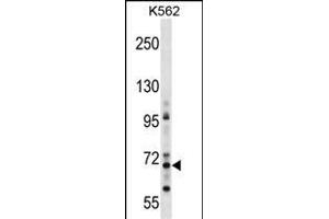 ZN Antibody (Center) (ABIN1538057 and ABIN2850128) western blot analysis in K562 cell line lysates (35 μg/lane). (ZNF256 抗体  (AA 203-229))