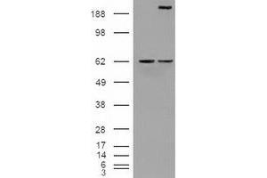 Image no. 2 for anti-Notch 1 (NOTCH1) (AA 2300-2556) antibody (ABIN1491241) (Notch1 抗体  (AA 2300-2556))