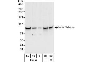 Western Blotting (WB) image for anti-Catenin, beta (CATNB) (AA 710-760) antibody (ABIN7453664) (beta Catenin 抗体  (AA 710-760))