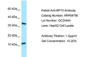 Western Blotting (WB) image for anti-Basic Charge, Y-Linked, 2 (BPY2) (C-Term) antibody (ABIN2789953) (BPY2 抗体  (C-Term))