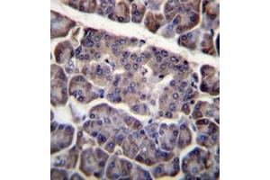 Immunohistochemistry analysis in formalin fixed and paraffin embedded human pancreas tissue reacted with CD273 / PDL2 Antibody (N-term) followed by peroxidase conjugation of the secondary antibody and DAB staining. (PDCD1LG2 抗体  (N-Term))