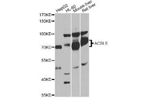 Western blot analysis of extracts of various cell lines, using ACSL5 antibody (ABIN1870777) at 1:1000 dilution. (ACSL5 抗体)