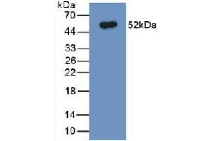 Western Blotting (WB) image for anti-Solute Carrier Family 40 (Iron-Regulated Transporter), Member 1 (SLC40A1) (AA 127-321) antibody (ABIN7427954)