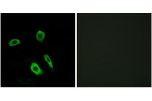 Immunofluorescence (IF) image for anti-Lysophosphatidic Acid Receptor 3 (LPAR3) (AA 111-160) antibody (ABIN2890767) (LPAR3 抗体  (AA 111-160))