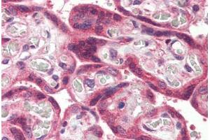 Anti-MLEC antibody  ABIN1049062 IHC staining of human placenta. (Malectin 抗体  (Internal Region))