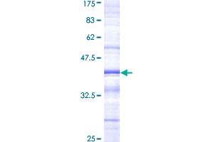 LY86 Protein (AA 26-125) (GST tag)