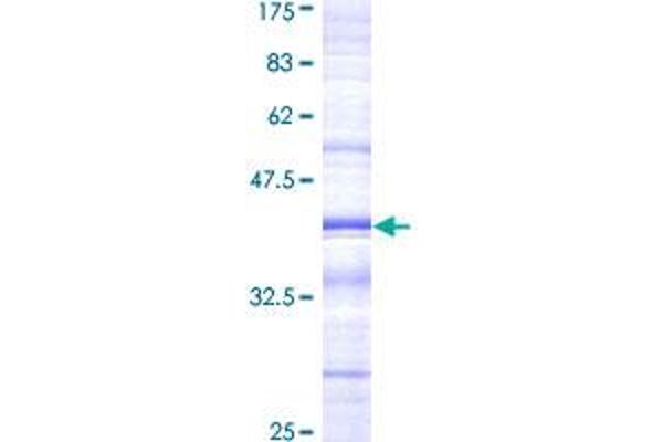 LY86 Protein (AA 26-125) (GST tag)