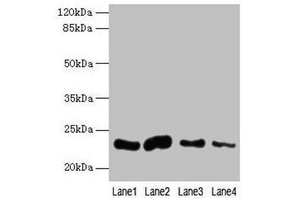 CLEC3A Antikörper  (AA 23-197)