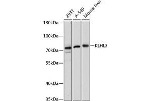 Western blot analysis of extracts of various cell lines, using KLHL3 antibody (ABIN6131858, ABIN6142937, ABIN6142938 and ABIN6217882) at 1:3000 dilution. (KLHL3 抗体  (AA 1-110))
