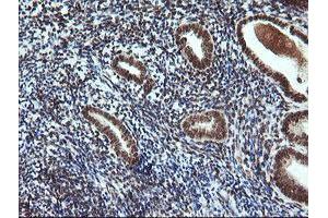 Image no. 13 for anti-Fetal and Adult Testis Expressed 1 (FATE1) antibody (ABIN1498222)