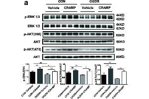 Western Blotting (WB) image for anti-Mitogen-Activated Protein Kinase 1 (MAPK1) (AA 200-300) antibody (ABIN3020728)