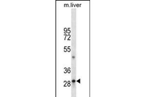 TPSAB1 Antibody (C-term) (ABIN656204 and ABIN2850492) western blot analysis in mouse liver tissue lysates (35 μg/lane). (TPSAB1 抗体  (C-Term))