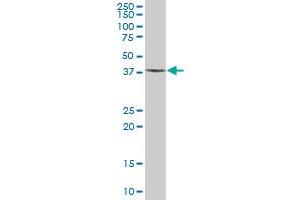 XAB1 MaxPab polyclonal antibody. (GPN1 抗体  (AA 1-374))
