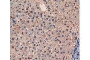 Figure. (Caspase 3 抗体  (AA 29-175))