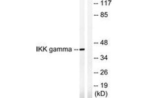 Western blot analysis of extracts from HepG2 cells, treated with Anisomycin 0. (IKBKG 抗体  (AA 51-100))