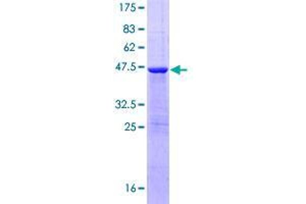 FAM107A Protein (AA 1-144) (GST tag)
