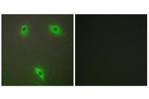Immunofluorescence (IF) image for anti-Kelch-Like 3 (KLHL3) (N-Term) antibody (ABIN1850052) (KLHL3 抗体  (N-Term))