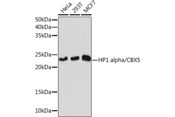 CBX5 抗体